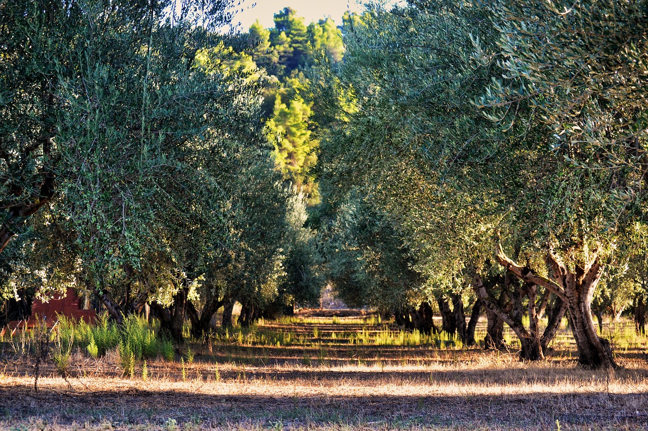 campo-di-olive_853