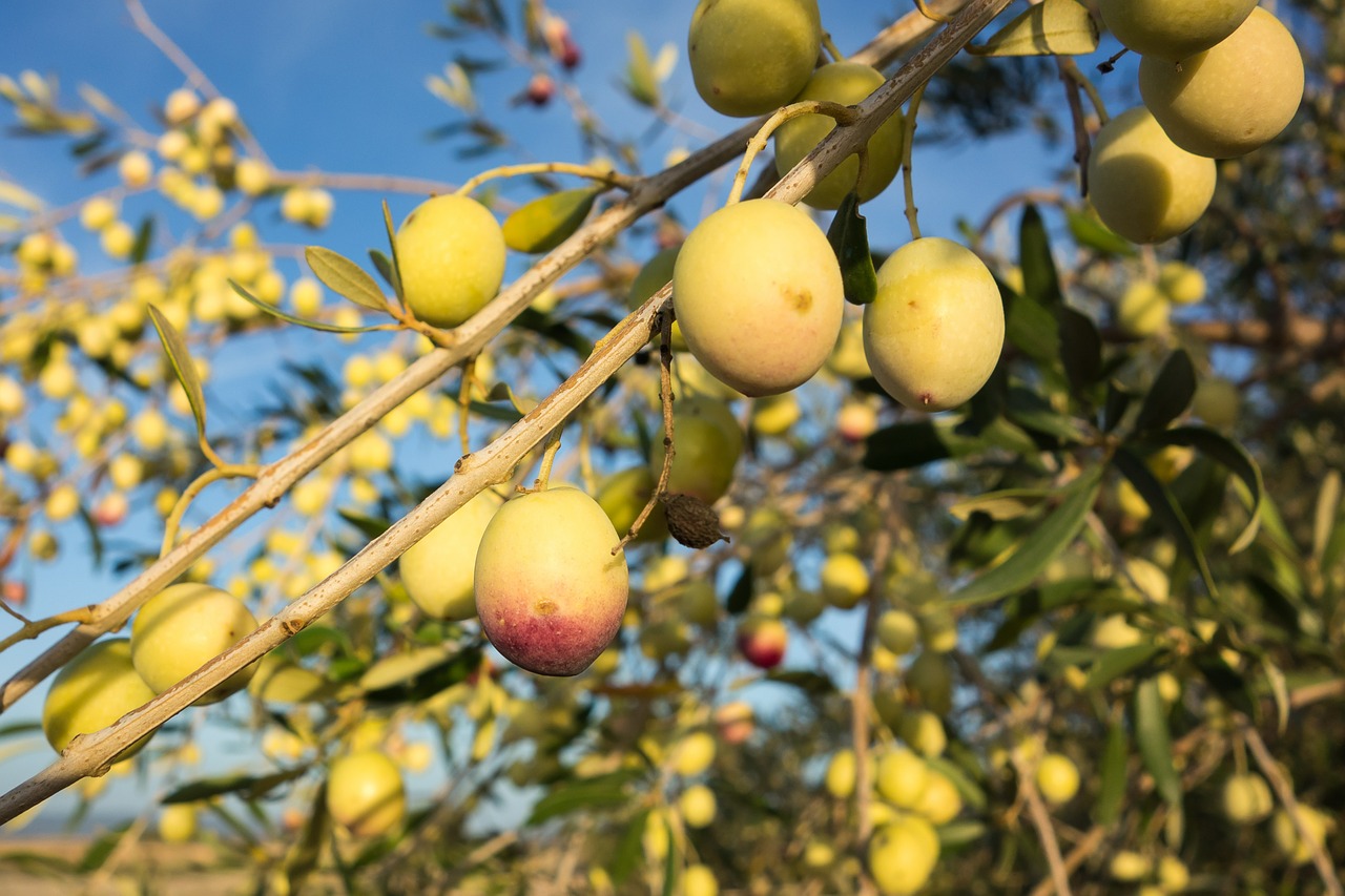 dettaglio-ramo-olive_853